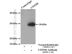 CITED1 Rabbit anti-Human, Rat, Polyclonal, Proteintech 150 &mu;L; Unconjugated:Antibodies,