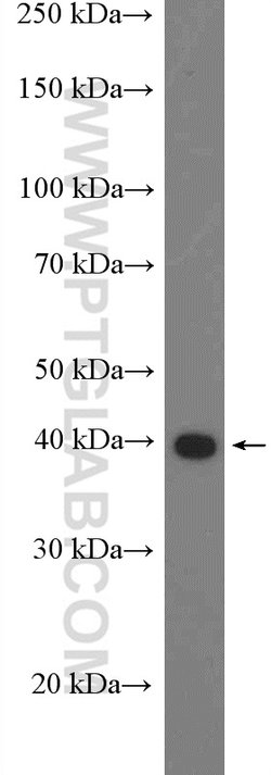 PEX12 Rabbit anti-Human, Polyclonal, Proteintech 150 &mu;L; Unconjugated:Antibodies,