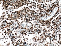CRELD2 Rabbit anti-Human, Polyclonal, Proteintech 150 &mu;L; Unconjugated:Antibodies,