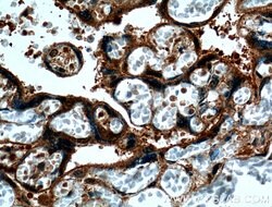 CRELD2 Rabbit anti-Human, Polyclonal, Proteintech 150 &mu;L; Unconjugated:Antibodies,