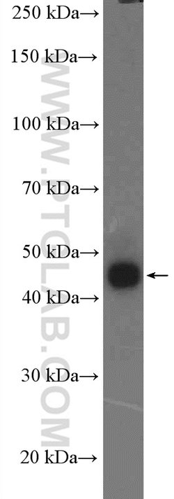 CRELD2 Rabbit anti-Human, Polyclonal, Proteintech 150 &mu;L; Unconjugated:Antibodies,