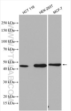 RNF113A Rabbit anti-Human, Polyclonal, ProteinTech 150 &mu;L; Unconjugated:Antibodies,