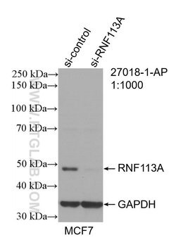 RNF113A Rabbit anti-Human, Polyclonal, ProteinTech 150 &mu;L; Unconjugated:Antibodies,