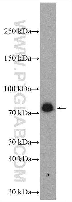 C9orf102 Rabbit anti-Human, Polyclonal, Proteintech:Antibodies:Primary