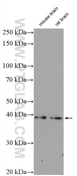 CDK5R2/p39 Rabbit anti-Human, Mouse, Rat, Polyclonal, Proteintech:Antibodies:Primary