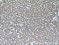 ISOC2 Rabbit anti-Human, Mouse, Polyclonal, Proteintech 150 &mu;L; Unconjugated:Antibodies,