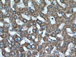 ISOC2 Rabbit anti-Human, Mouse, Polyclonal, Proteintech 150 &mu;L; Unconjugated:Antibodies,