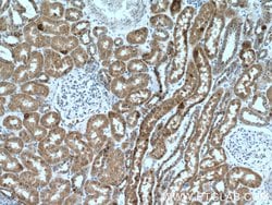 ISOC2 Rabbit anti-Human, Mouse, Polyclonal, Proteintech 150 &mu;L; Unconjugated:Antibodies,