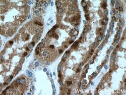 ISOC2 Rabbit anti-Human, Mouse, Polyclonal, Proteintech 150 &mu;L; Unconjugated:Antibodies,