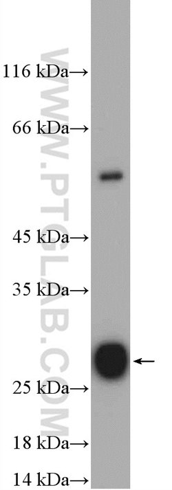 ISOC2 Rabbit anti-Human, Mouse, Polyclonal, Proteintech 150 &mu;L; Unconjugated:Antibodies,