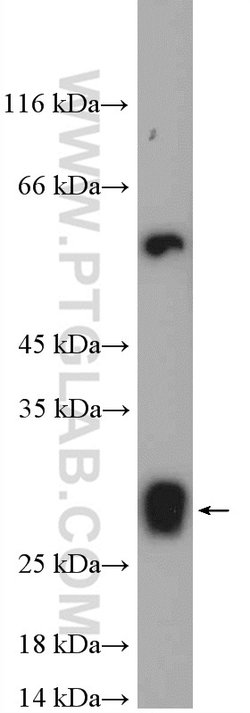 ISOC2 Rabbit anti-Human, Mouse, Polyclonal, Proteintech 150 &mu;L; Unconjugated:Antibodies,