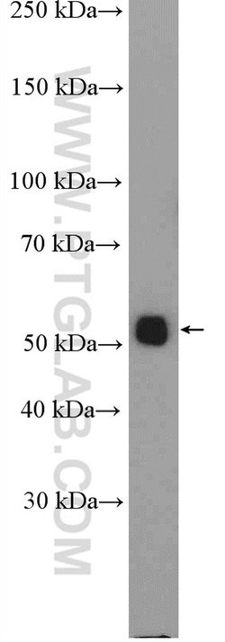 ALG11 Rabbit anti-Human, Mouse, Rat, Polyclonal, Proteintech:Antibodies:Primary
