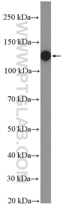 ITGAV Rabbit anti-Human, Polyclonal, Proteintech 150 &mu;L; Unconjugated:Antibodies,