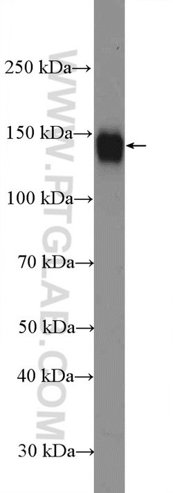 ITGAV Rabbit anti-Human, Polyclonal, Proteintech 150 &mu;L; Unconjugated:Antibodies,
