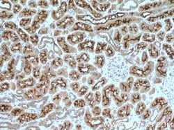 PCDH24 Rabbit anti-Human, Mouse, Polyclonal, Proteintech 150 &mu;L | Buy Online | Proteintech Group Inc | Fisher Scientific