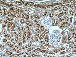 PCDH24 Rabbit anti-Human, Mouse, Polyclonal, Proteintech 150 &mu;L | Buy Online | Proteintech Group Inc | Fisher Scientific