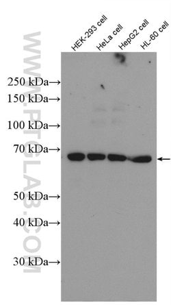 PRMT5 Rabbit anti-Human, Polyclonal, Proteintech 150 &mu;L | Buy Online | Proteintech Group Inc | Fisher Scientific