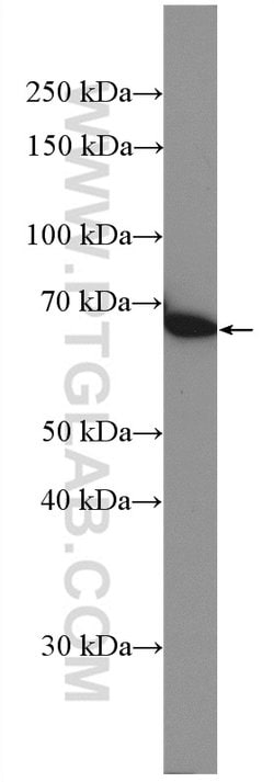 PRMT5 Rabbit anti-Human, Polyclonal, Proteintech 150 &mu;L | Buy Online | Proteintech Group Inc | Fisher Scientific