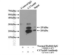 C17orf49 Rabbit anti-Human, Mouse, Polyclonal, Proteintech 150 &mu;L; Unconjugated:Antibodies,