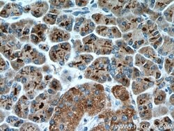 FAM3B Rabbit anti-Human, Polyclonal, Proteintech 150 &mu;L; Unconjugated:Antibodies,