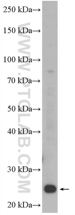 C9orf142 Rabbit anti-Human, Polyclonal, Proteintech 150 &mu;L; Unconjugated:Antibodies,