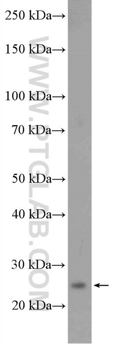 C9orf142 Rabbit anti-Human, Polyclonal, Proteintech 150 &mu;L; Unconjugated:Antibodies,