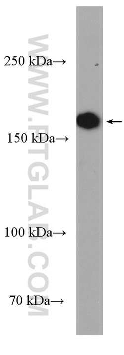 NEK1 Rabbit anti-Human, Rat, Polyclonal, Proteintech 150 &mu;L; Unconjugated:Antibodies,