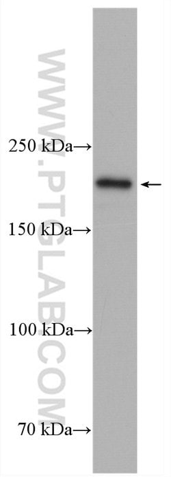 NEK1 Rabbit anti-Human, Rat, Polyclonal, Proteintech 150 &mu;L; Unconjugated:Antibodies,
