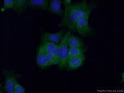 Caspase 7 Rabbit anti-Human, Mouse, Polyclonal, Proteintech 150 &mu;L;