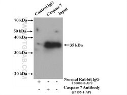 Caspase 7 Rabbit anti-Human, Mouse, Polyclonal, Proteintech 150 &mu;L;
