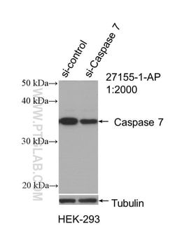 Caspase 7 Rabbit anti-Human, Mouse, Polyclonal, Proteintech 150 &mu;L;