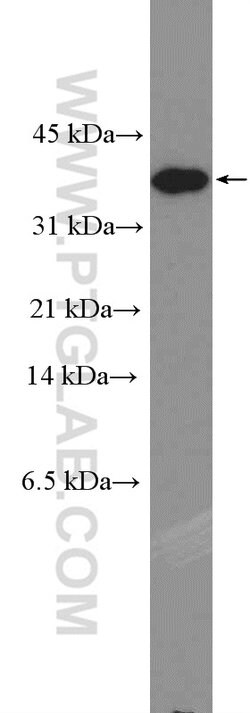 Caspase 7 Rabbit anti-Human, Mouse, Polyclonal, Proteintech 150 &mu;L;