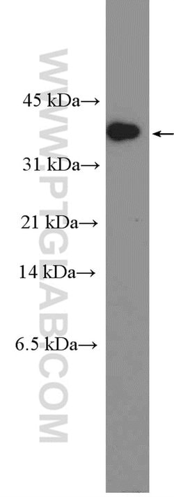 Caspase 7 Rabbit anti-Human, Mouse, Polyclonal, Proteintech 150 &mu;L;