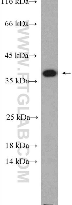 Caspase 7 Rabbit anti-Human, Mouse, Polyclonal, Proteintech 150 &mu;L;