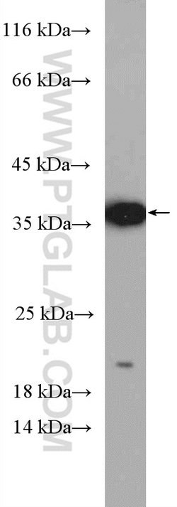 Caspase 7 Rabbit anti-Human, Mouse, Polyclonal, Proteintech 150 &mu;L;
