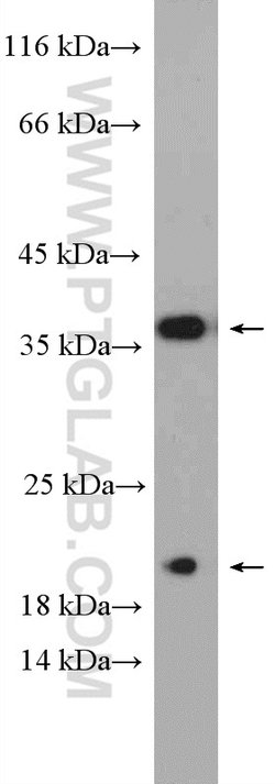 Caspase 7 Rabbit anti-Human, Mouse, Polyclonal, Proteintech 150 &mu;L;