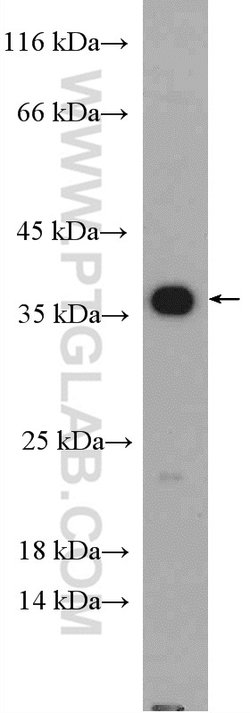 Caspase 7 Rabbit anti-Human, Mouse, Polyclonal, Proteintech 150 &mu;L;