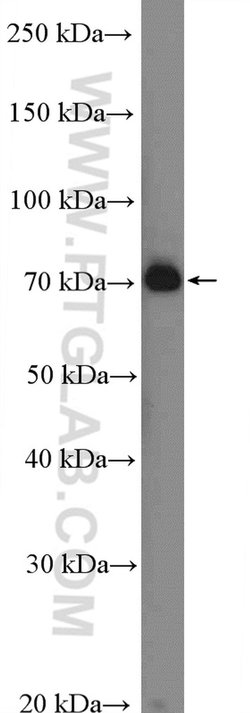 C2 Rabbit anti-Human, Polyclonal, Proteintech 150 &mu;L; Unconjugated:Antibodies,