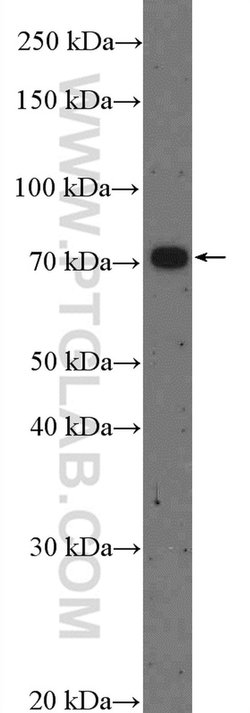 ZDHHC8 Rabbit anti-Human, Mouse, Polyclonal, Proteintech 20 &mu;L; Unconjugated:Antibodies,