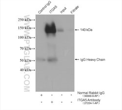 ITGA5 Rabbit anti-Human, Polyclonal, Proteintech:Antibodies:Primary Antibodies