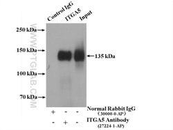 ITGA5 Rabbit anti-Human, Polyclonal, Proteintech:Antibodies:Primary Antibodies