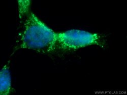 RICTOR Rabbit anti-Human, Mouse, Polyclonal, Proteintech 150 &mu;L; Unconjugated:Antibodies,