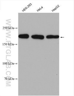 RICTOR Rabbit anti-Human, Mouse, Polyclonal, Proteintech 150 &mu;L; Unconjugated:Antibodies,