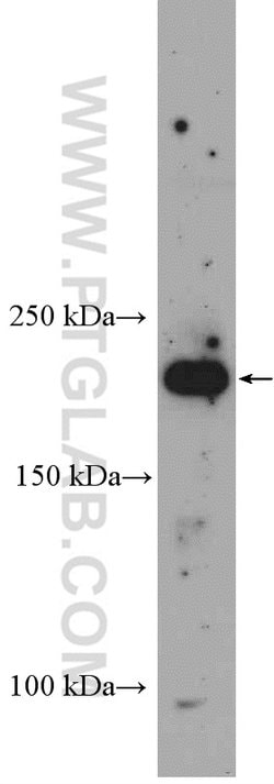 RICTOR Rabbit anti-Human, Mouse, Polyclonal, Proteintech 150 &mu;L; Unconjugated:Antibodies,