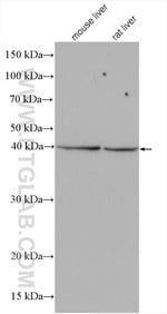 Thumbnail_KLHDC1 Rabbit anti-Human, Mouse, Rat, Polyclonal, Proteintech 20 &mu;L;