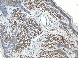 SILV Rabbit anti-Human, Polyclonal, Proteintech 150 &mu;L | Buy Online | Proteintech Group Inc | Fisher Scientific