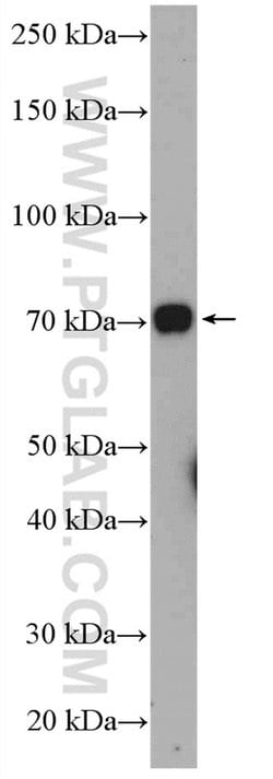 SILV Rabbit anti-Human, Polyclonal, Proteintech 150 &mu;L | Buy Online | Proteintech Group Inc | Fisher Scientific