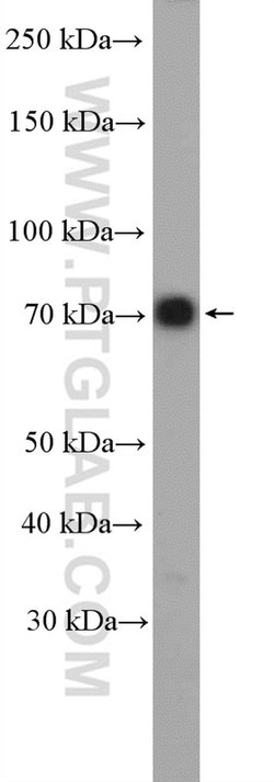 IFT74 Rabbit anti-Human, Mouse, Polyclonal, Proteintech 150 &mu;L; Unconjugated:Antibodies,
