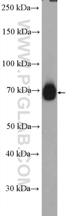 IFT74 Rabbit anti-Human, Mouse, Polyclonal, Proteintech 150 &mu;L; Unconjugated:Antibodies,