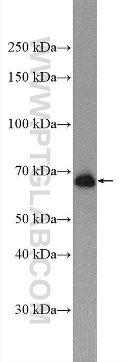 IFT74 Rabbit anti-Human, Mouse, Polyclonal, Proteintech 150 &mu;L; Unconjugated:Antibodies,